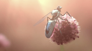 Greenpeace - Newbees